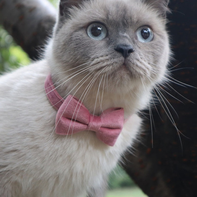 Black bowknot