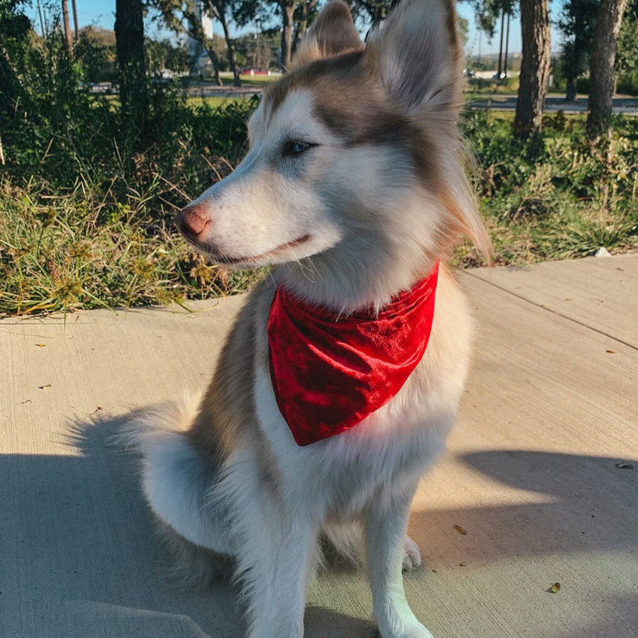 Red Classic Bandana